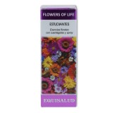 Flowers of life estudiantes 15 ml Equisalud